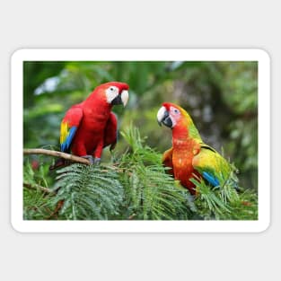 Scarlet Macaws - Costa Rica Sticker